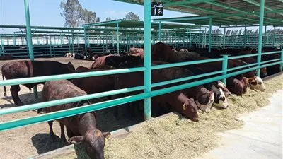 بعد قليل وزير الزراعة يصل إلى البحيرة لافتتاح مزارع إنتاج حيواني (صور)