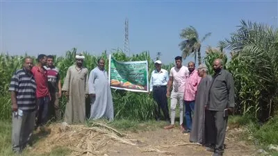 زراعة الفيوم: حقل إرشادي بأحد حقول الذرة الشامية بكفور النيل 