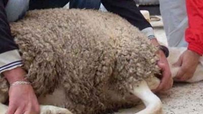 5 هدايا من الحكومة للمواطنين بمناسبة عيد الأضحى.. تعرف عليها