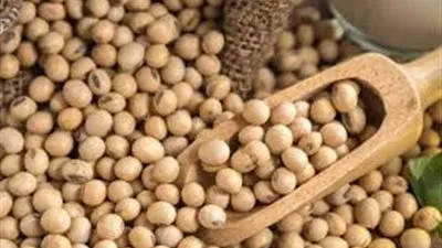 سوريا تطرح مناقصة دولية لشراء 50 ألف طن من فول الصويا 