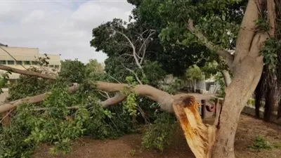 شجرة تقتل مزارعا في قنا