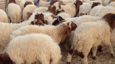 لماذا شرعت الأضحية؟.. مركز الأزهر يجيب