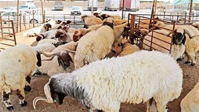 عالم بالأزهر يحذر من ذبح الأضحية في الشارع.. لهذا السبب