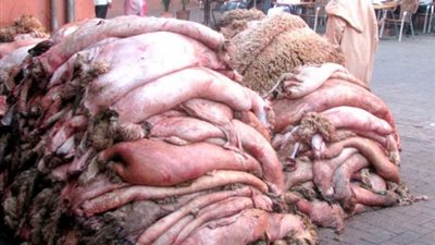 قبل العيد.. 4 تحركات من مؤسسات الدولة بشأن جلود الأضاحي