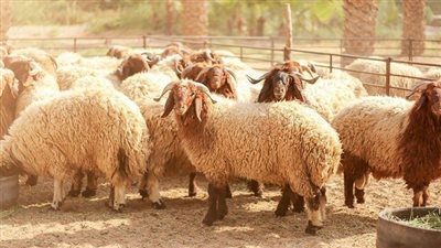 بمناسبة عيد الأضحى.. نصائح عند شراء 