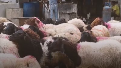 الطريقة السليمة لفحص الأضحية.. اعرفها