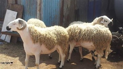 بالأنفوجراف.. نصائح عند شراء خروف العيد