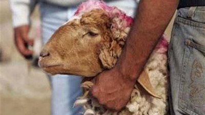 الزراعة: ذبح الأضاحي في الشوارع يتعارض مع الشريعة الإسلامية