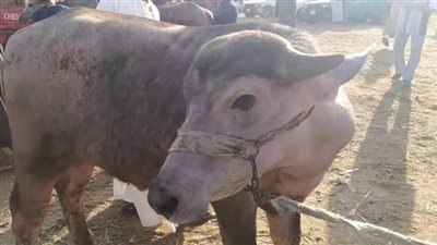 رغم تراجع الأسعار.. 