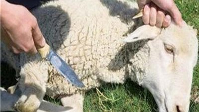 4 تحركات لمنع ذبح الأضاحي في الشوارع.. تعرف عليهم