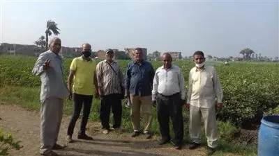 زراعة الفيوم: بدأ الرشة الثالثة لمكافحة آفات القطن بمراكز المحافظة 