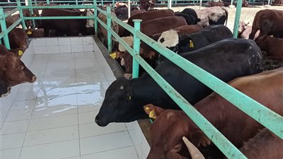 مشروع تسمين العجول بمؤسسة مصر الخير يوفر 60% لحم 