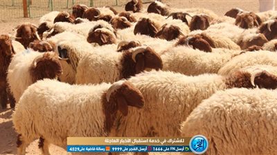 ابتعد عن العمياء والعرجاء.. آداب الأضحية