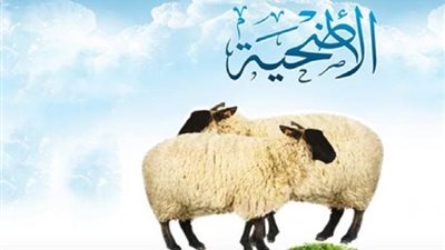 مع قرب حلول عيد الأضحى.. هل تنتقل عدوى كورونا بين الأغنام والأبقار؟