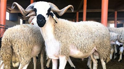  الإفتاء تقدم 10 نصائح مهمة للمضحين في زمن كورونا