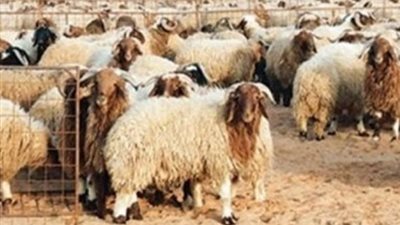 خبيرة تغذية: يجب الوقوف في طابور متباعد أمام الذبائح وليس تجمعات