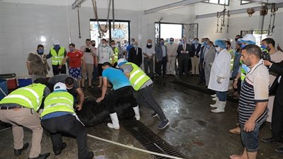 280 رأس ماشية.. محافظ بني سويف يشهد بدء ذبح الأضاحي بإهناسيا (صور)