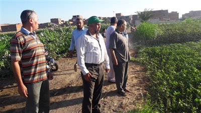 زراعة الفيوم تواصل الرشة الثالثة لمكافحة ديدان اللوز للقطن