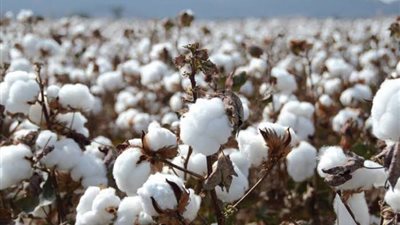 ننشر حقيقة حظر زراعة القطن في مصر (فيديو)