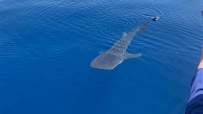 ظهور القرش الحوتي الملقب بـ