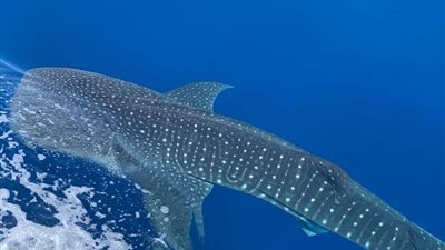 مشهد نادر.. ظهور القرش الحوتى وسط أسراب من الدلافين بالغردقة (صور)