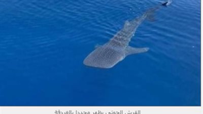 تفاصيل ظهور القرش الحوتي على شواطئ الغردقة