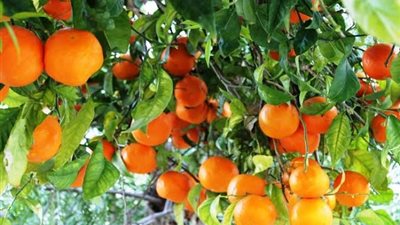 الزراعة الأمريكية: مصر ستظل متربعة على عرش مصدري البرتقال رغم تراجع الإنتاج
