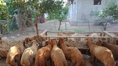 حملات مكبرة لتحصين الحيوانات والطيور ضد الأمراض بكفر الشيخ