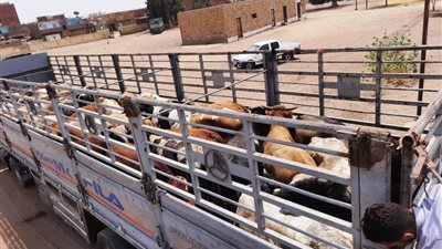 محافظ أسوان يشيد بدور مؤسسة 