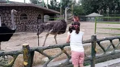 تعرف على إجراءات فتح حديقة الحيوان (فيديو)