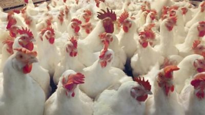 تسبب خسائر فادحة.. أسباب انخفاض أسعار الدواجن
