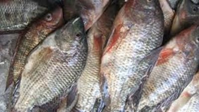 أسعار الأسماك اليوم السبت 12-9-2020 .. كيلو البلطي يسجل 15 جنيه
