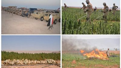 عاجل.. القوات المسلحة: القضاء على 161 فدان من نبات البانجو والهيدرو المخدر بسيناء