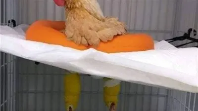 طبيب يخدع المصريين بـ