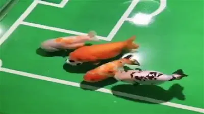 شاهد.. أسماك صينية تمارس كرة القدم