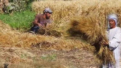  السعودية تخصص 62 مليون ريال لصرف مستحقات مزارعي القمح