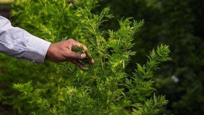 بعد إقرار الصحة العالمية.. التفاصيل الكاملة بشأن اختبارات الأدوية العشبية لعلاج كورونا 