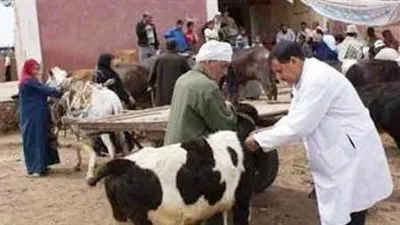 تحصين 6420 رأس ماشية ضد الحمى القلاعية والوادي المتصدع ببني سويف