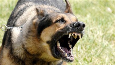 في اليوم العالمي للسعار.. ماذا تعرف عن 