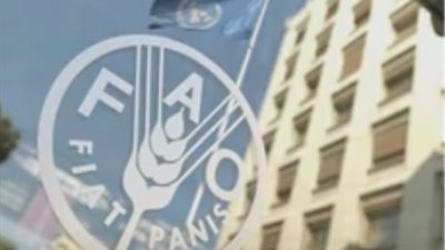 الفاو: مصر شهدت وفرة في الغذاء بدرجة كبيرة خلال أزمة كورونا (فيديو)