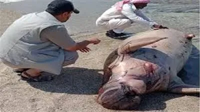 تفاصيل جديدة حول وفاة عروس البحر بمرسى علم 