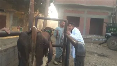 تحصين 24 رأس ماشية في بني سويف ضد الحمى القلاعية
