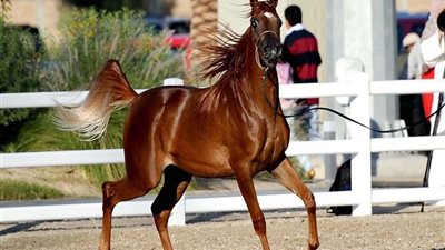 رئيس محطة الزهراء للخيول: لدينا 5 سلالات عربية نادرة جدًا 