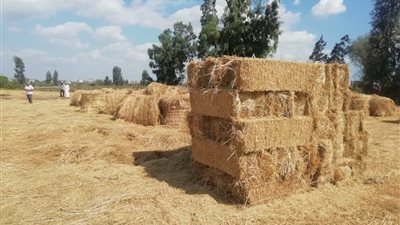 التفتيش على المنشآت الصناعية وتجميع قش الأرز.. كيف تحد 