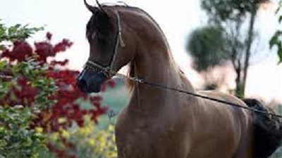 أستاذ تمويل: مصر بها فرصة استثمارية للعالم أجمع في الخيول (فيديو)