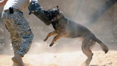 الداخلية تكشف ملابسات فيديو ترويع مواطنين بـ