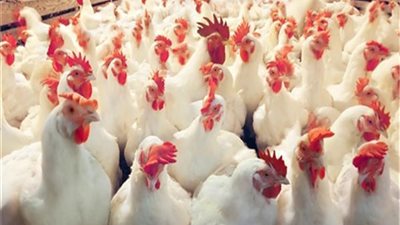  خبير داجني يضع 10 مطالب لإنقاذ القطاع (فيديو)