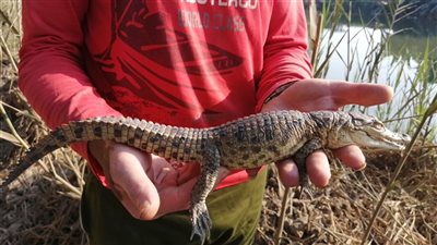 مواطن اصطاد تمساحًا بالغربية: