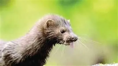 بعد إعدام الملايين.. سر إصابة حيوان المنك بكورونا 