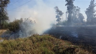 منع حرق المخلفات الزراعية.. إجراءات حكومية لمواجهة السحابة السوداء